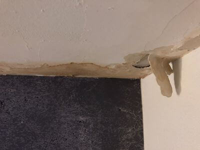 Professional mold remediation services in Oakland